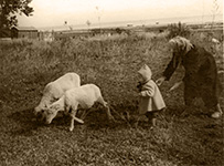 Мы с бабушкой и овечками на берегу Чудского озера. Муствеэ, сентябрь 1960 г.
