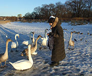 Таллинн. Лебеди на берегу Финского залива напротив Кадриорга. 9 февраля 2009 г.