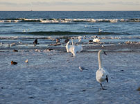 Таллинн. Лебеди на берегу Финского залива напротив Кадриорга
