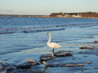 Таллинн. Лебеди на берегу Финского залива напротив Кадриорга