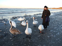 Эстония. Таллинн. Лебеди и утки на зимнем Финском заливе