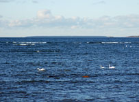 Таллинн. Лебеди на море в районе Пирита